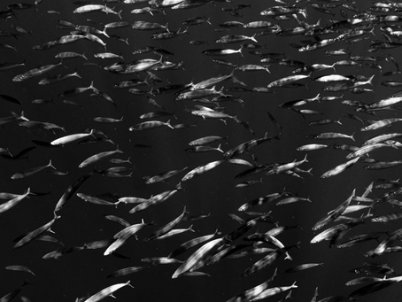 巴瑤族的傳聞與現實