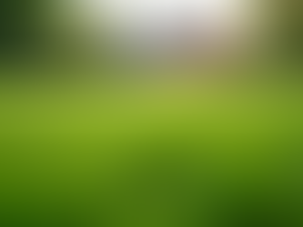 Expert Lawn Care Services in Brevard County