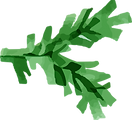Branch