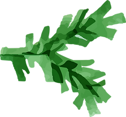 Branch
