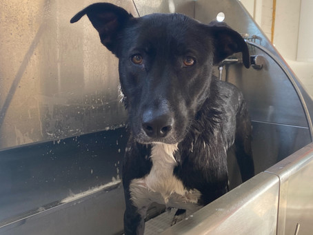 BATHS ARE BACK!
