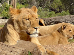 Lioness & Cubs