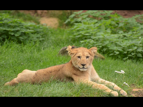 New Moon in Leo | Astrology Blog July 24th, 2025