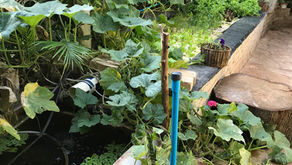 The advantages of Aquaponics: A Sustainable Farming Revolution