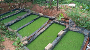 The Nutritional Benefits of Azolla to Ducks and Chickens as Supplementary Feed