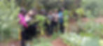 Agroforestry Integration