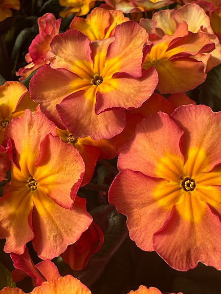 Primula.jpeg