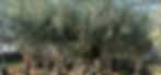 Olives group of 10_edited.jpg
