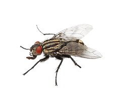 fly_edited.png