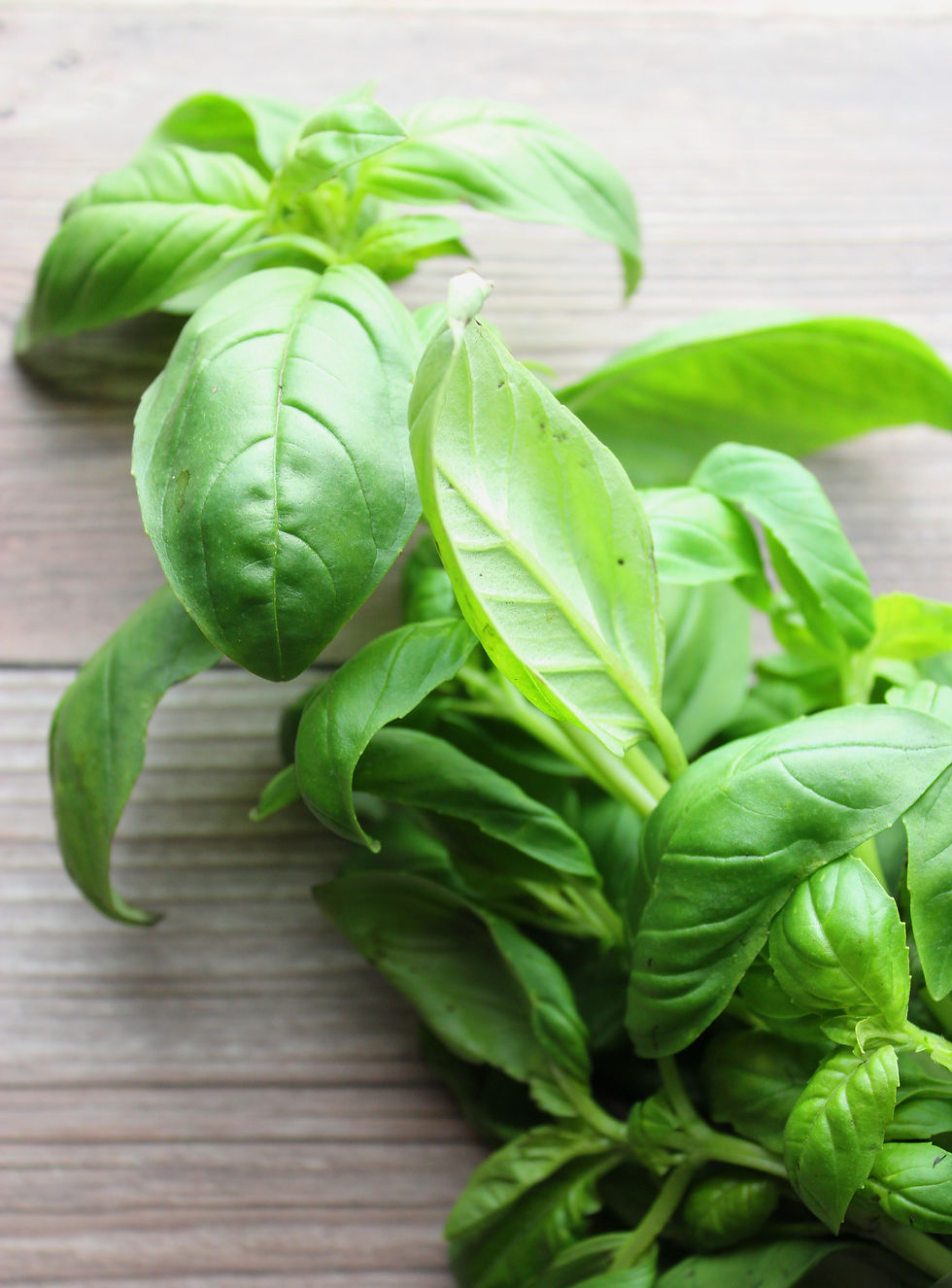 Fresh Basil Pesto, Cheese Free