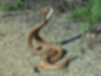 "4929. Combat Dancing Rattlesnakes" by Ensie & Matthias is licensed under CC BY-NC-SA 2.0