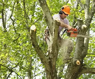 sioux-city-tree-trimming3.webp