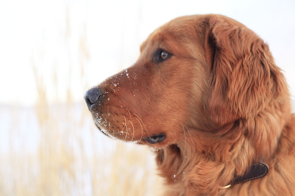 Golden Retriever Breeders Idaho Owyhee Goldens