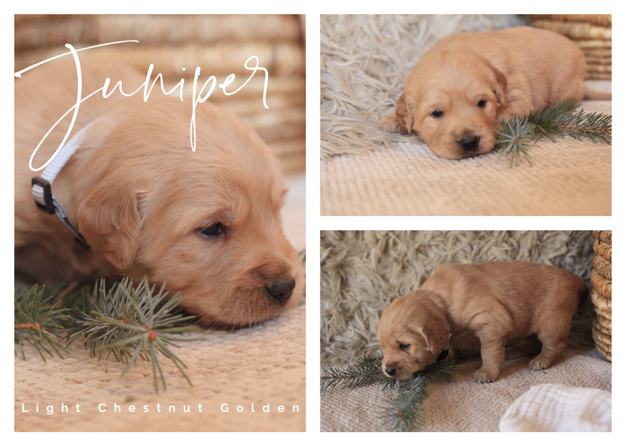 Golden Retriever Breeders Idaho Owyhee Goldens