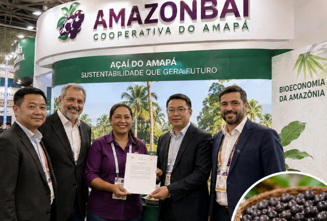 Cooperativa do Amapá fecha acordo histórico para exportação de açaí à China até 2031