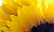 flor02.jpg