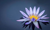 flor07.jpg