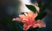 flor10.jpg