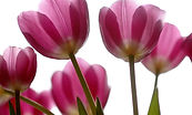 flor06.jpg