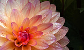 flor03.jpg