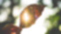 Private-Session-Sahara-Sun-Leaf-Light.png