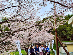 【福山市の地域に根ざした取り組み】うきわくの福祉活動｜今しかできない桜の体験を大切にしたお花見の記録