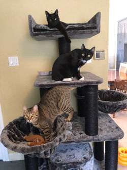 Ursa, Cosmo & Nova