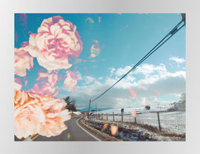 country road with snowy fields and blue sky are overlapped with peach colored flowers