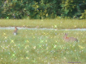 Two eastern cottontail rabbits in grass surrounded in pastel sparkles