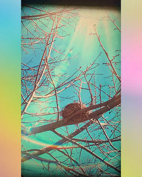 Photo of a birds nest against a blue sky, sun beaming down, and some rainbow light surrounding it