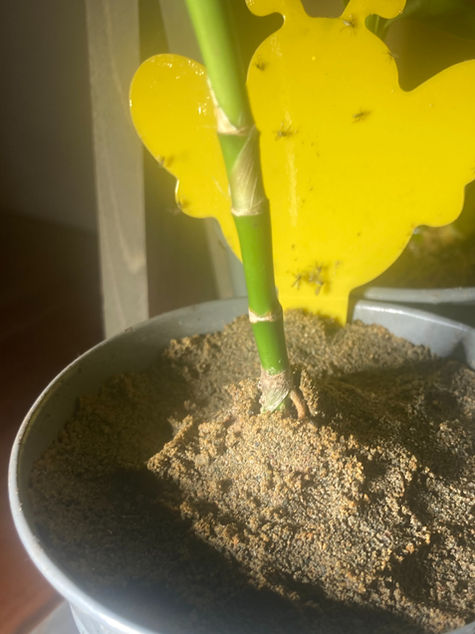 How to Use Sand to Get Rid of Fungus Gnats on Your Houseplants