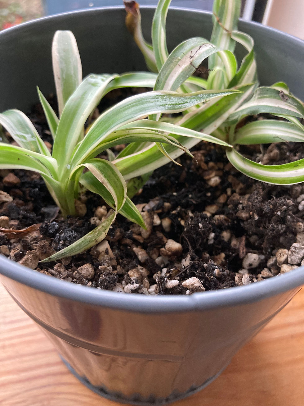 My Air Purifying Spider Plant