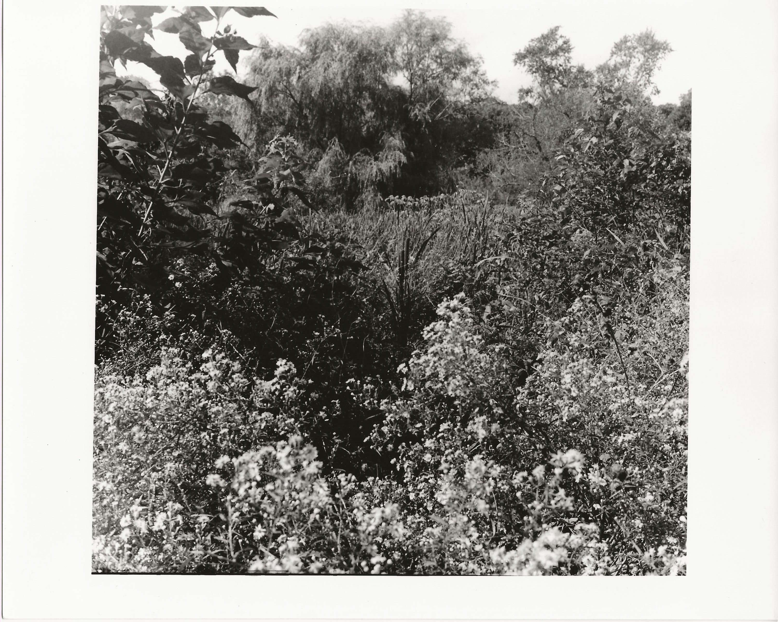 B&W Bushes