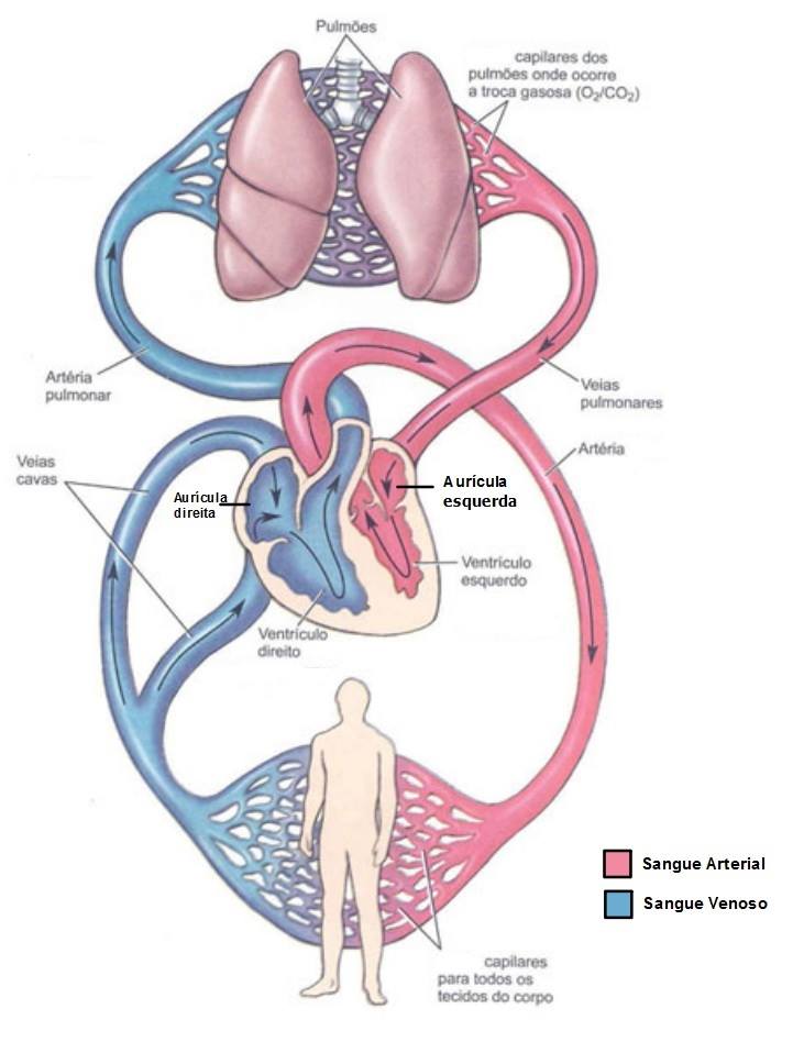Circulação Pulmonar e Circulação Sistêmica | EstudoFisio