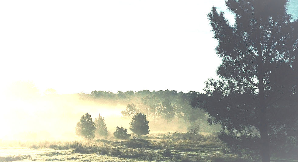 Meadow_edited_edited_edited_edited.jpg