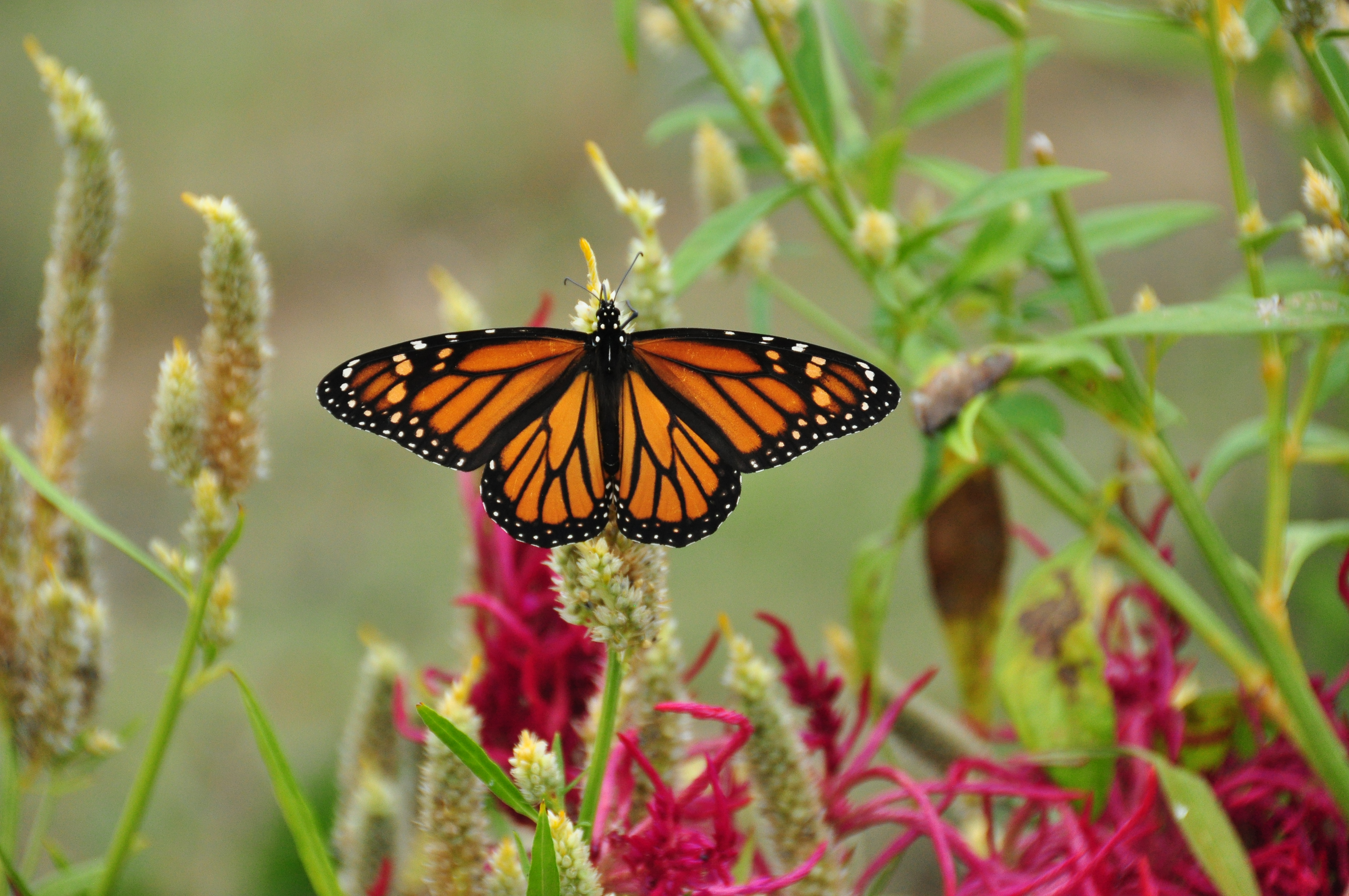 Butterfly Garden