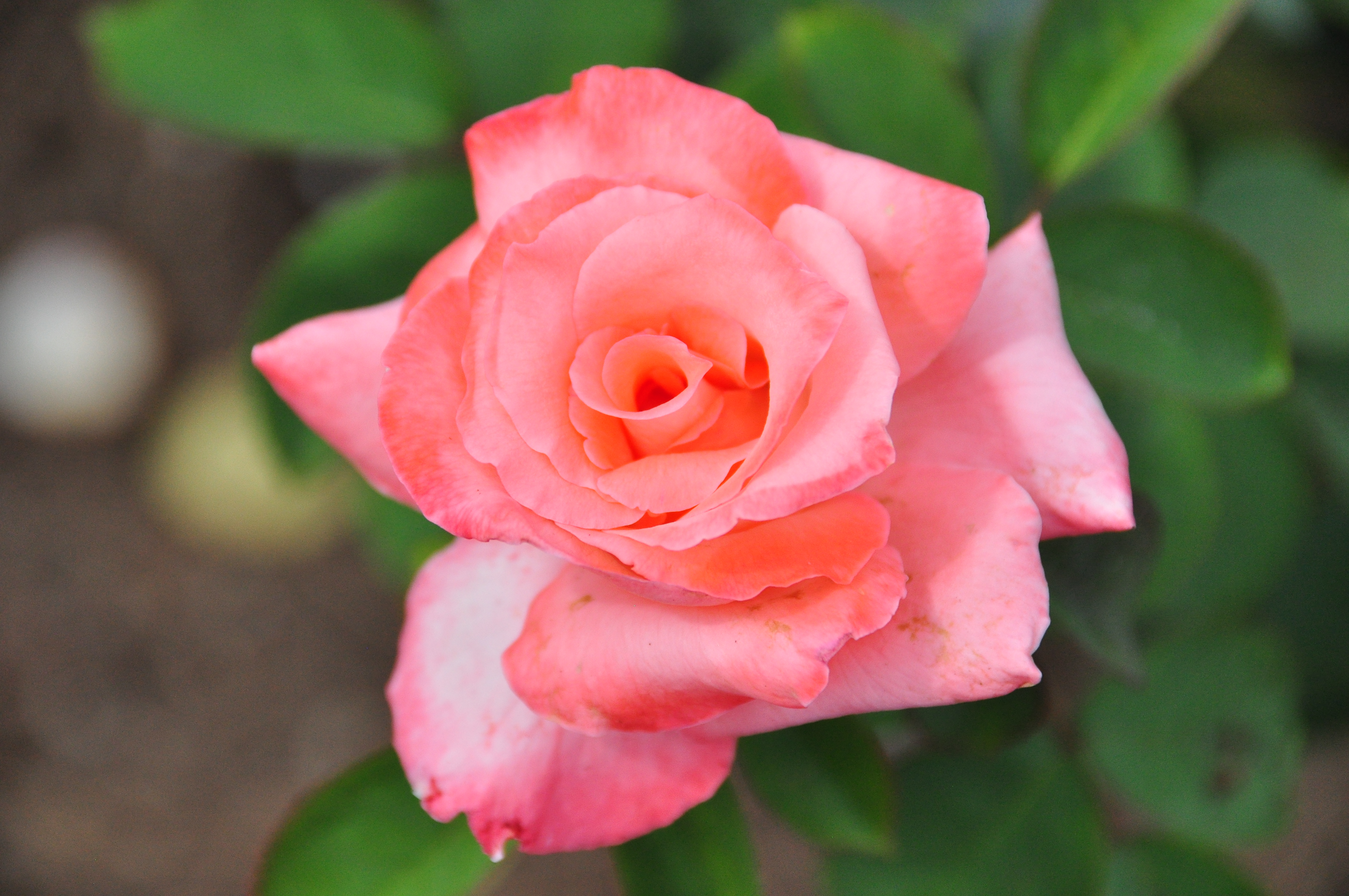 Ray Baker Rose Garden
