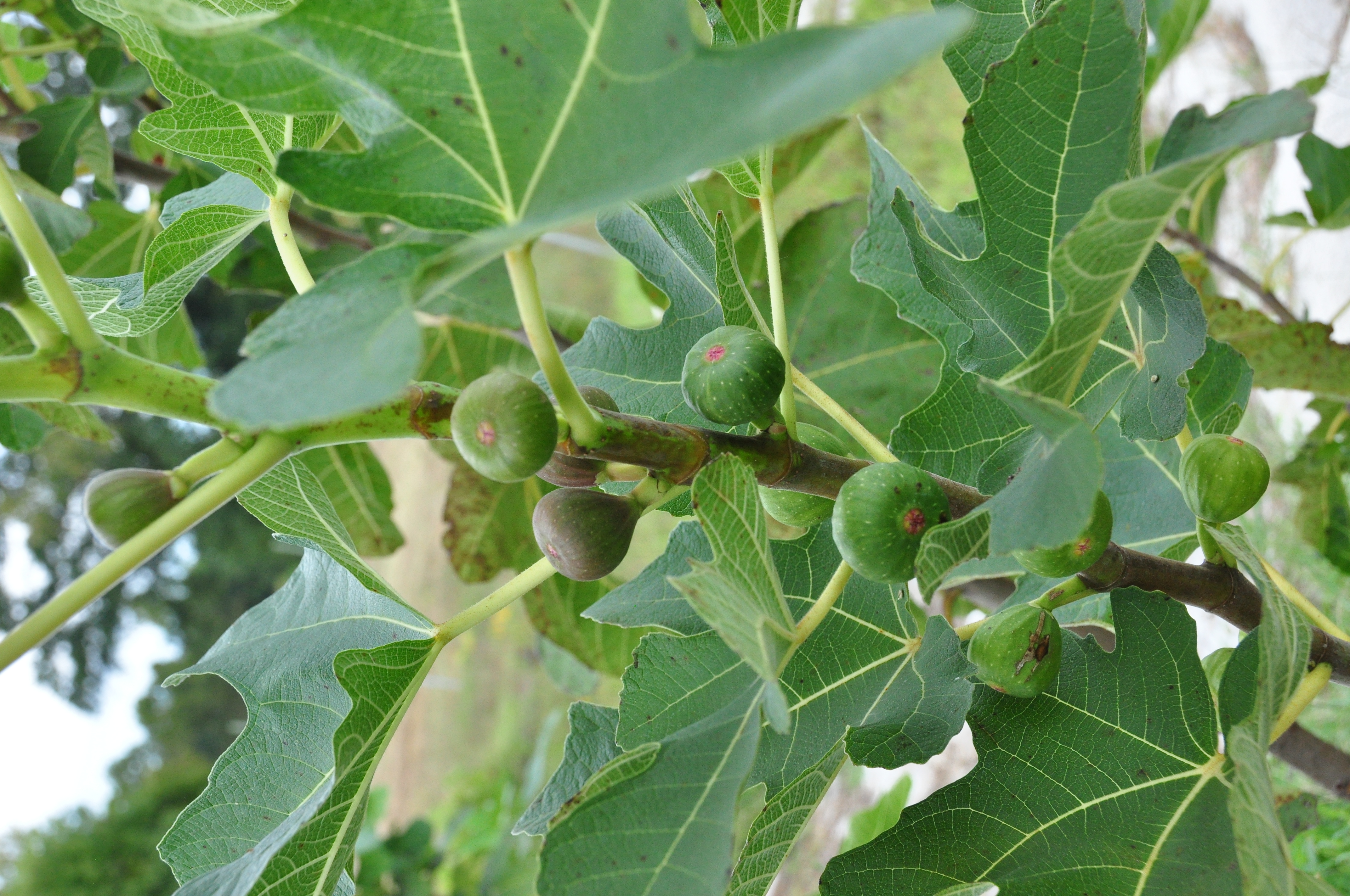 Fig Trial Orchard