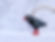 Manx Chough