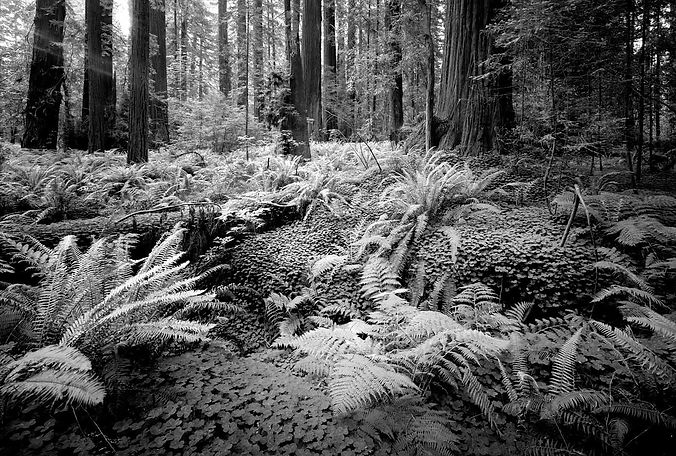 pepperwood-redwoods-14-4x8.jpg