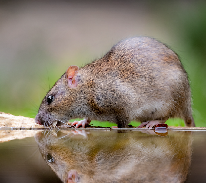 Rat Reflection_edited.png
