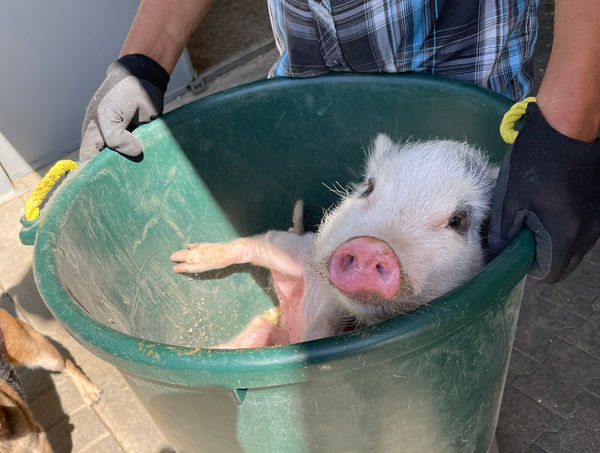 Bam Bam Headed to his new home.JPEG