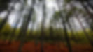 Dense forest of tall pine trees, looking up at canopy.