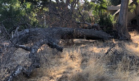 Image of broken tree in new barn area that needed removing.