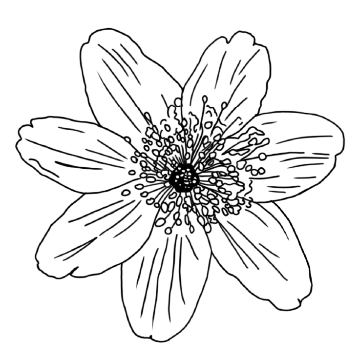 Wood Anenome_edited.png