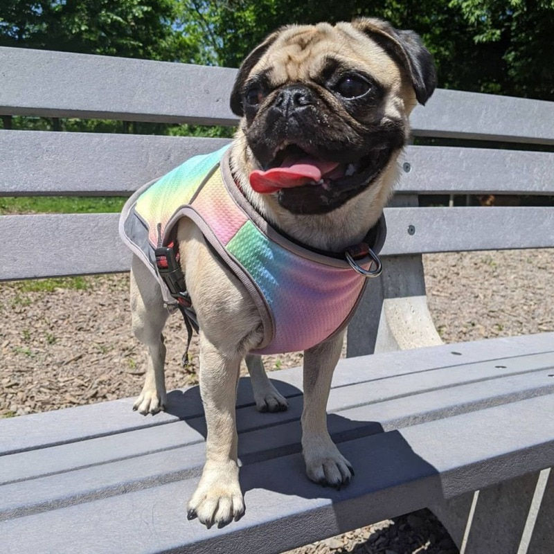 Thumbnail: Summer Dog Cooling Vest Breathable Cooling Coat Outdoor Sunscreen Jacket Vest R
