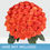 Thumbnail: 50-stem Orange Roses