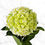Thumbnail: 40-stem Mini Green Hydrangeas