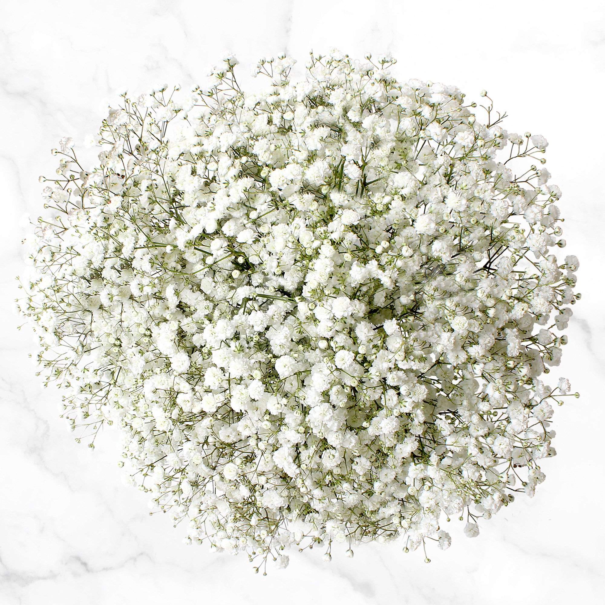 100-stem Baby's Breath