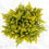 Thumbnail: 100-stem Fillers and Greens